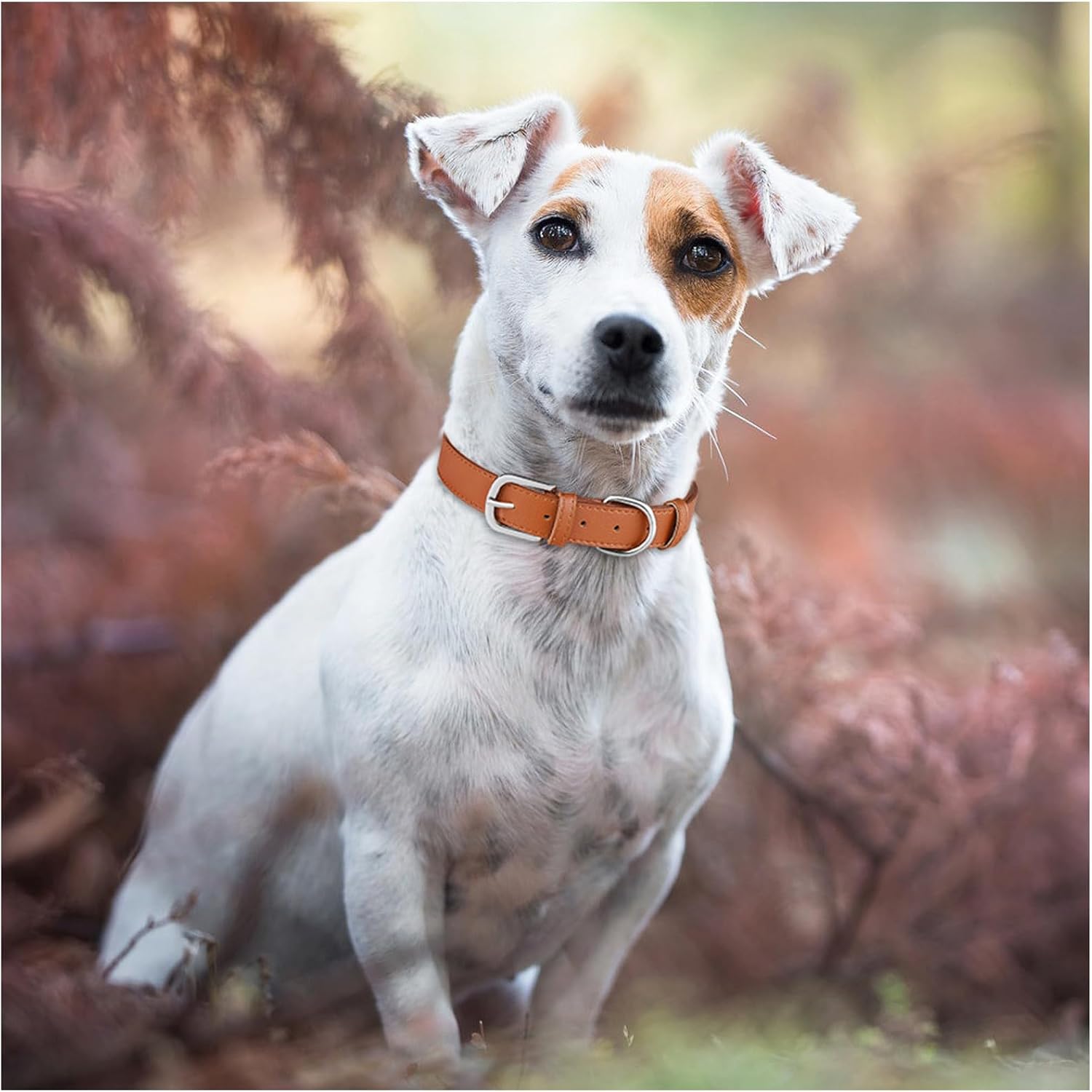 Thumbnail 6 de MayPaw MAcollar257 PU Leather Dog Collar, Adjustable XS–Large, Brown