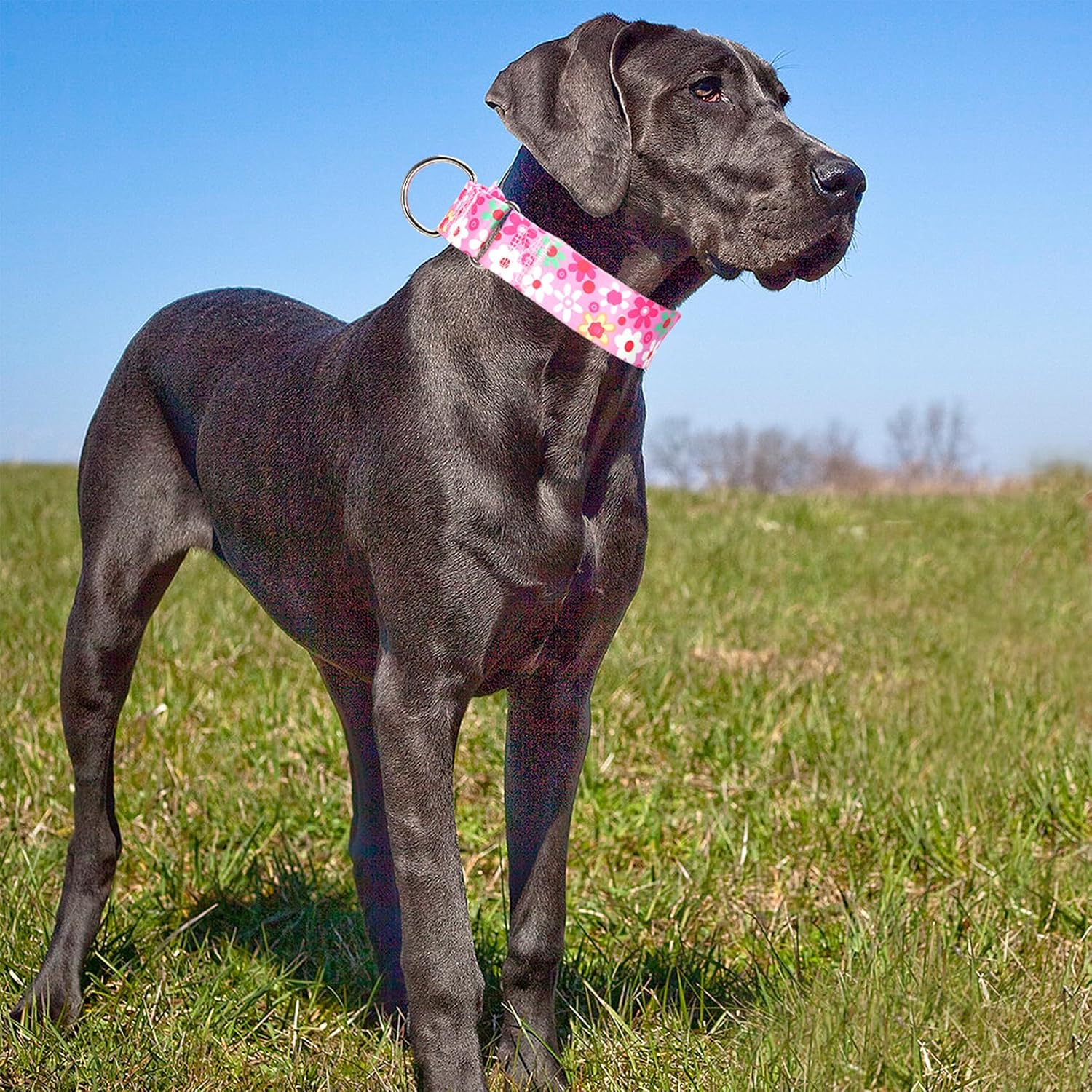 Thumbnail 3 de MAOWUWUJOZ Pink XL Martingale Dog Collar, 1.5-Inch Adjustable Nylon