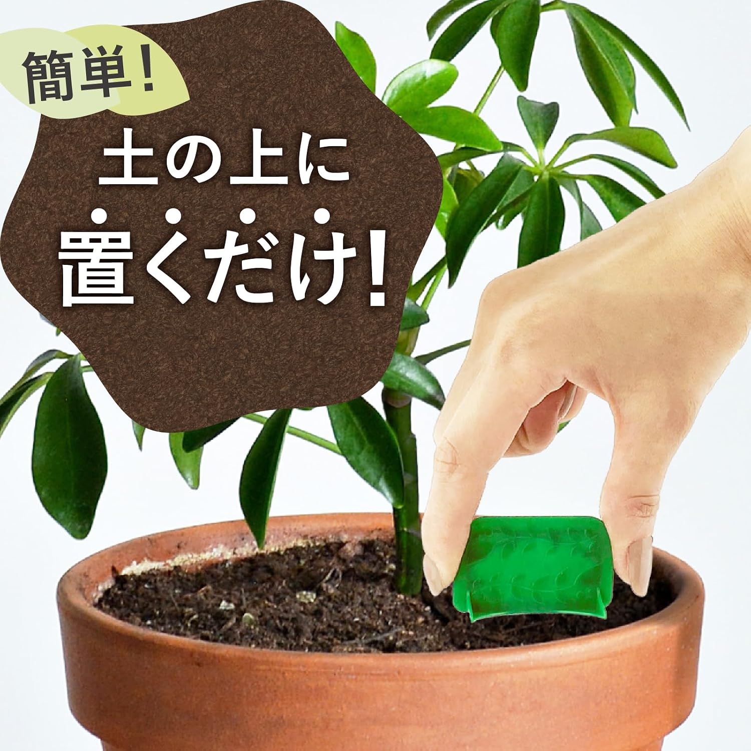 Detalle de アースガーデン 4901080154316 土からわいたコバエ用置くだけ粘着剤 12個入 屋内外対応