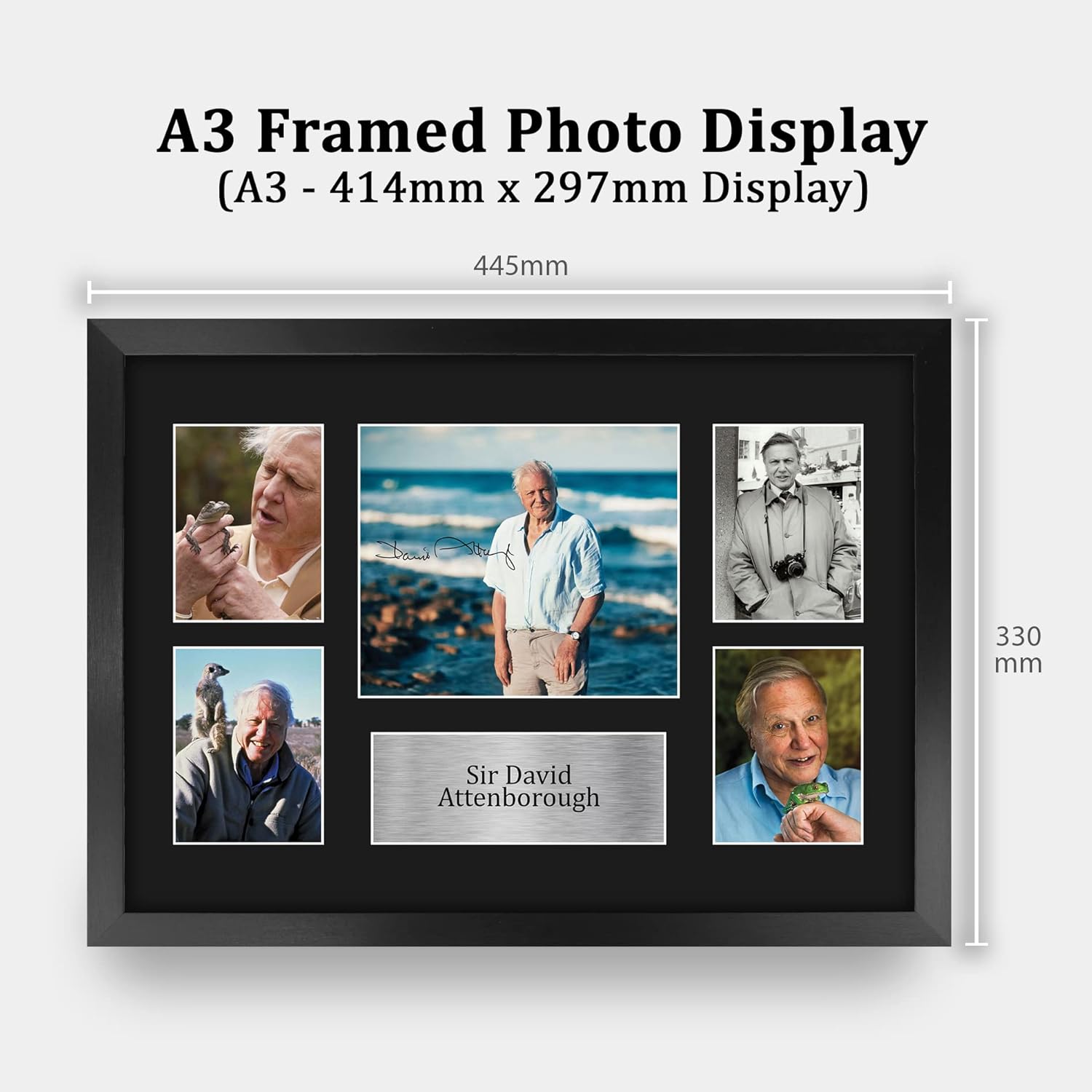 Thumbnail 1 de HWC Trading Sir David Attenborough FR A3 framed printed & signed autograph picture (330x445mm)