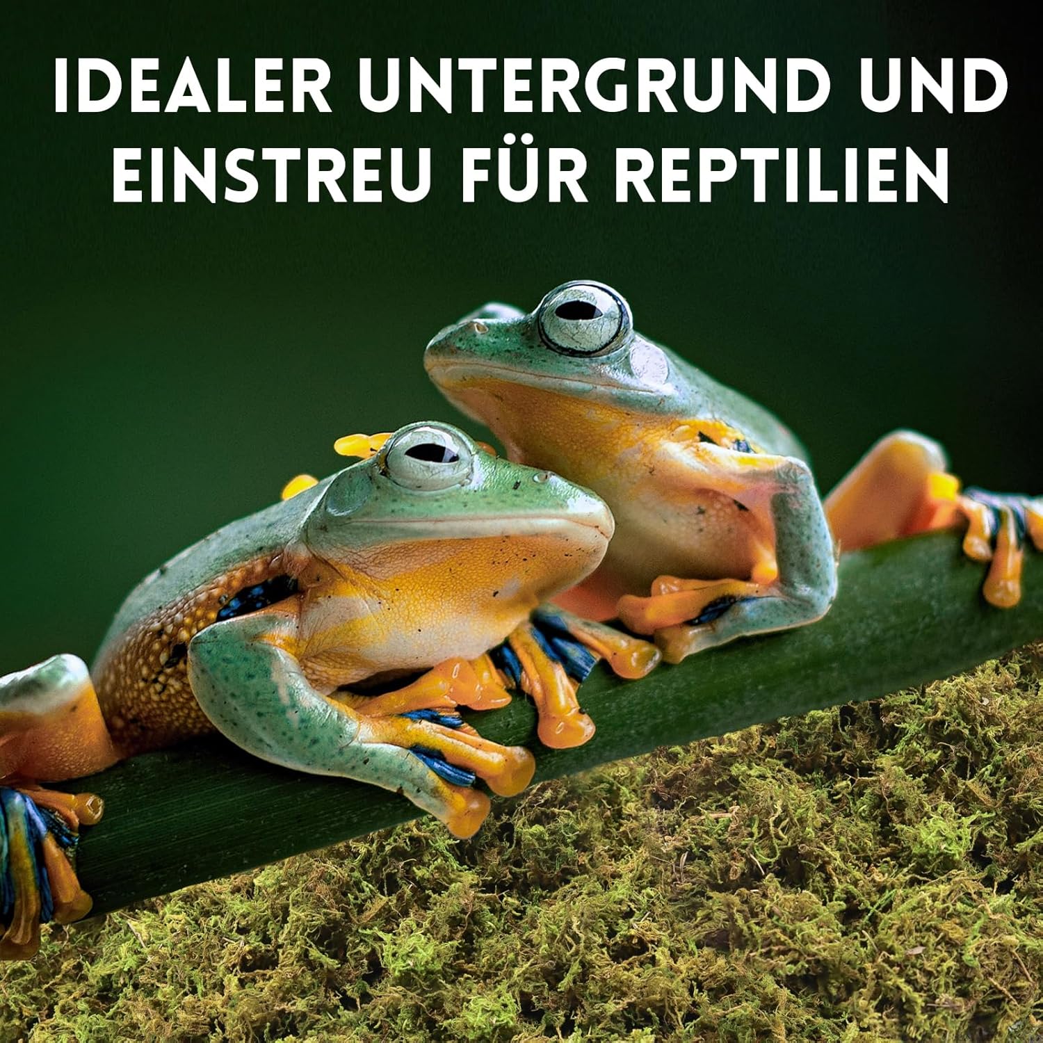 Thumbnail 4 de Riare 200 g natürliches Sphagnum Moos für Terrarien, Reptilien und feuchte Bereiche