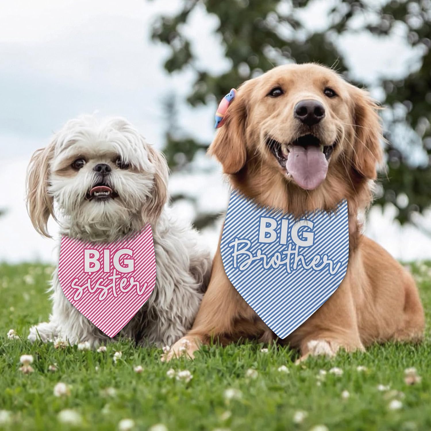 Detalle 1 de Dog Pregnancy Announcement Bandanas, 2-Pack