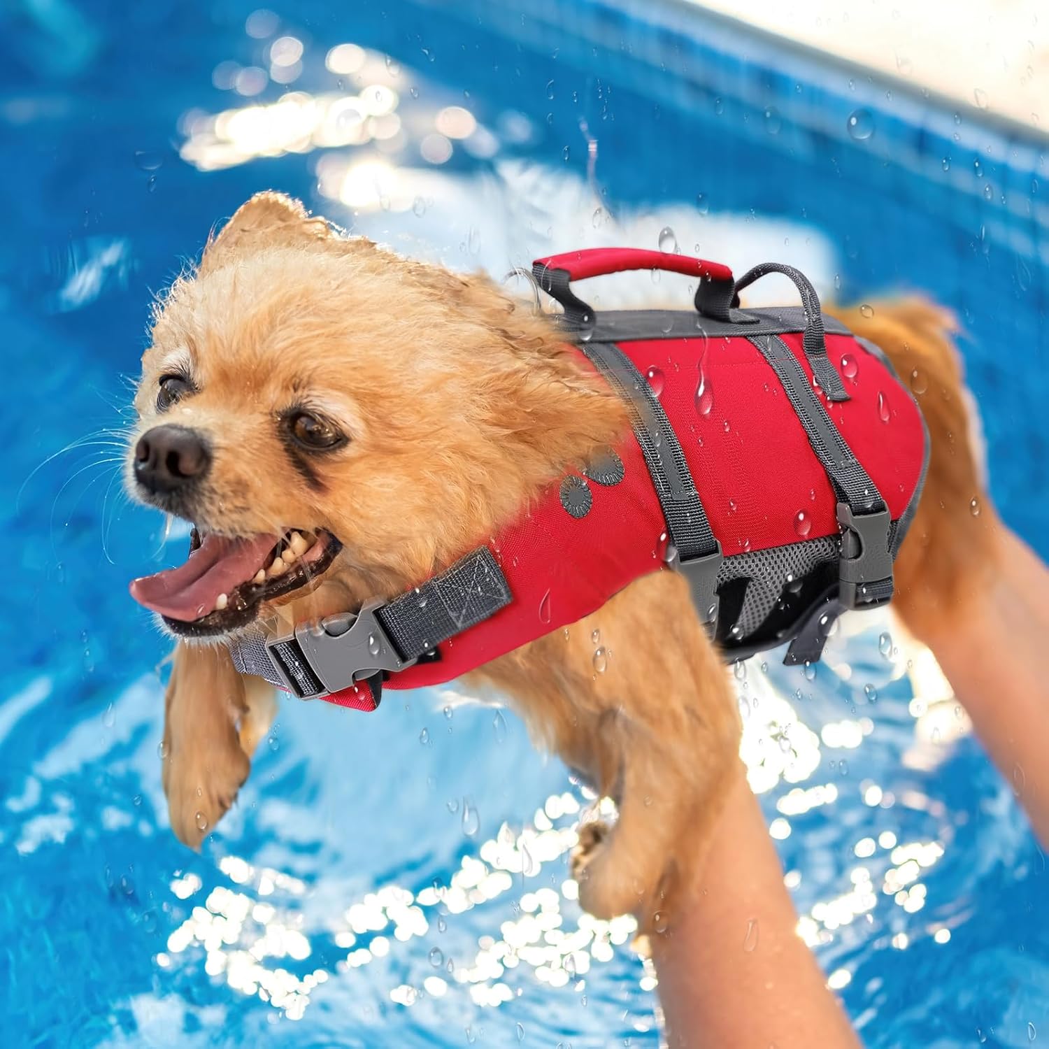 Thumbnail 6 de Queenmore Salvagente Cane Taglia Grande con Maniglia – per cani grandi e attività acquatiche