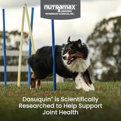 Thumbnail 1 de Nutramax Dasuquin MSM Joint Supplement for Large Dogs, Soft Chews (84 ct)