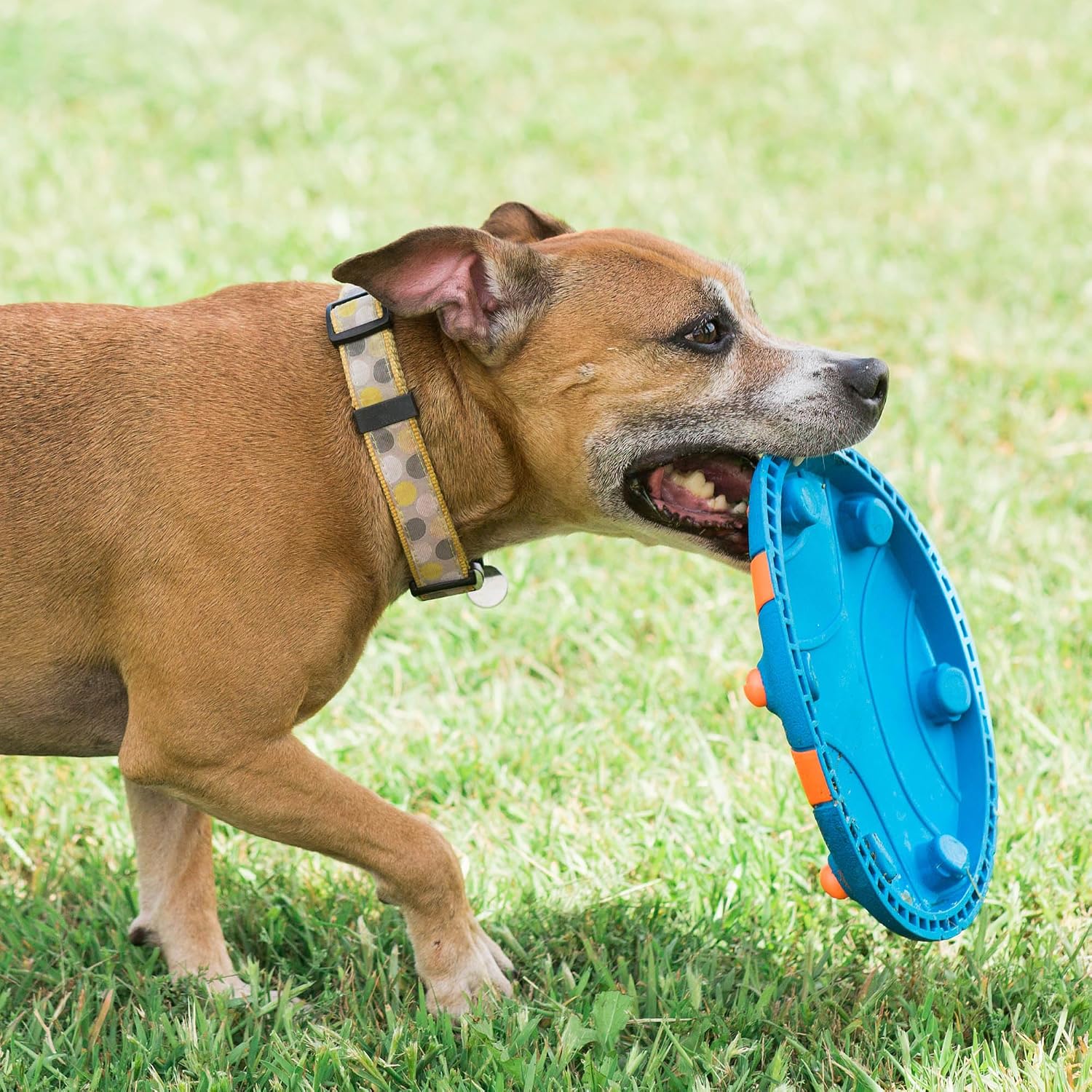 Thumbnail 6 de Chuckit! Whistle Flight: Frisbee per Cani con Fischio Integrato (28 cm)