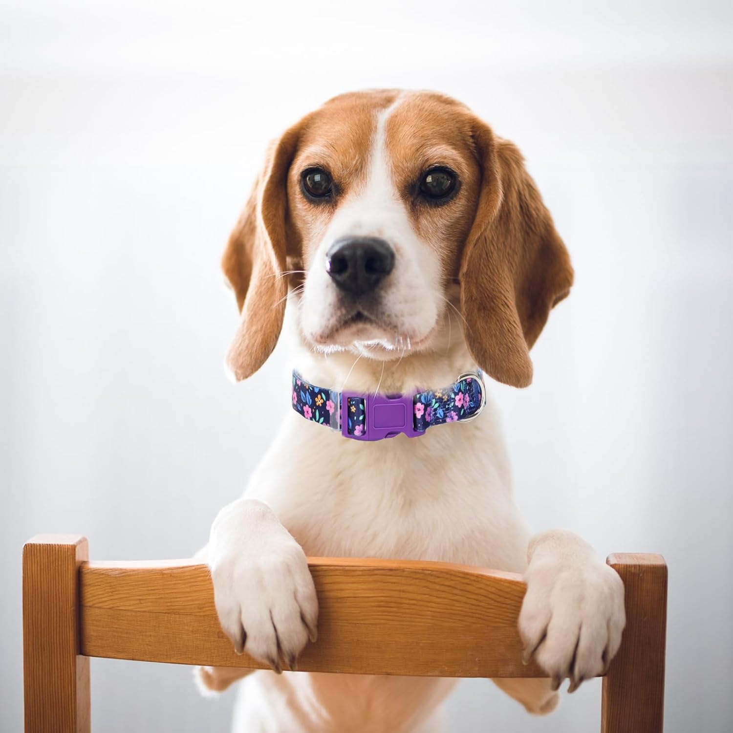 Detalle 1 de Dog Collar, Size S