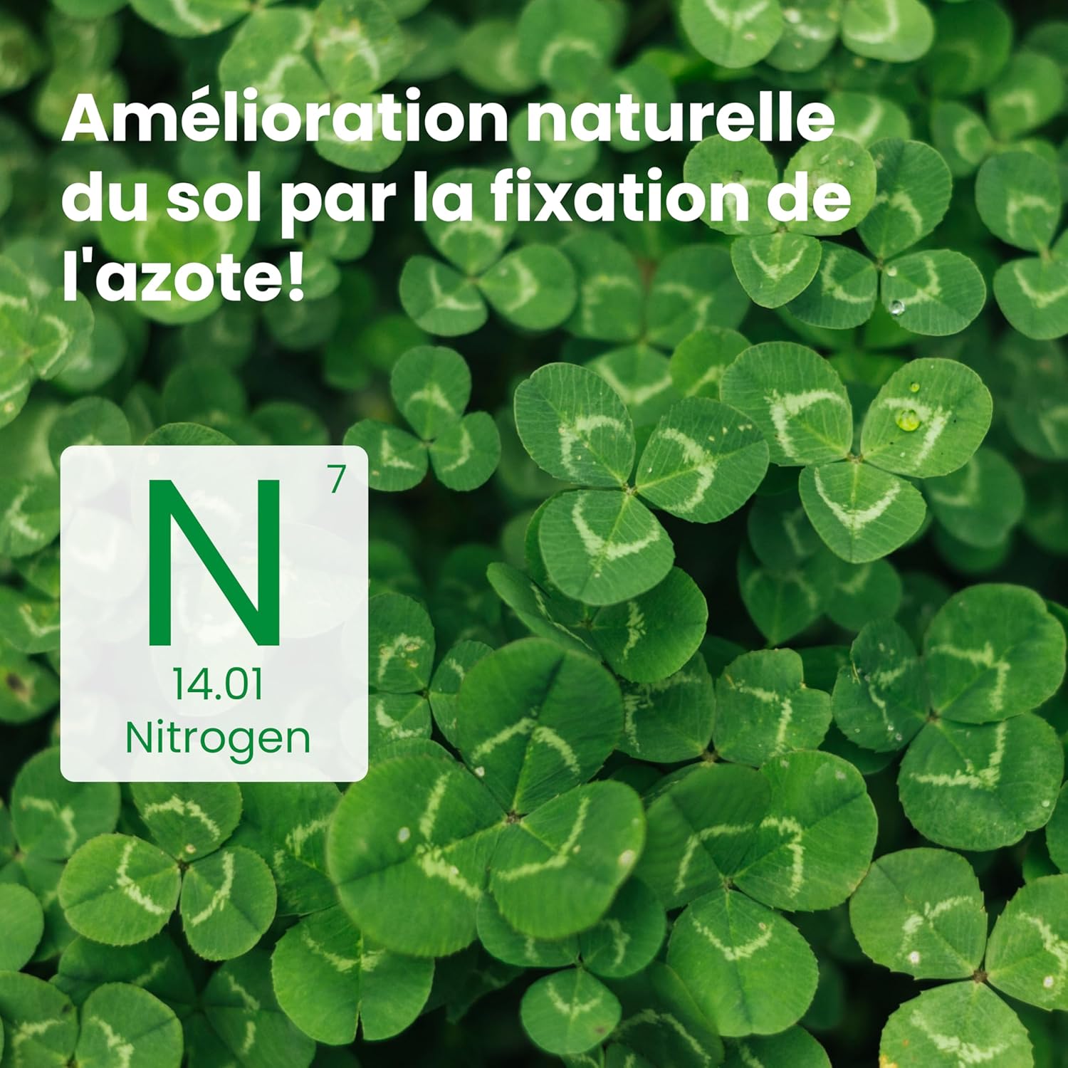 Thumbnail 2 de LERAVA Trèfle blanc (50 m²) – Fixateur d’azote naturel pour pelouses et jardins