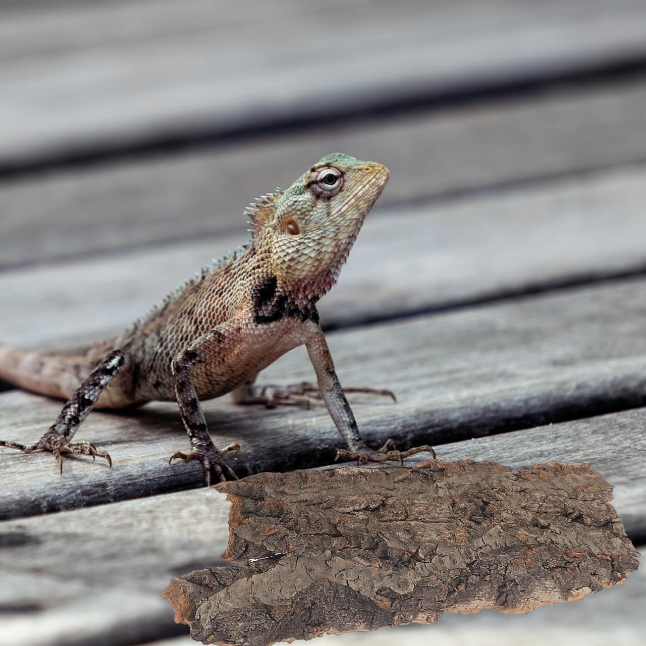 Thumbnail 1 de TOVINANNA Reptile Bark Climbing Platform
