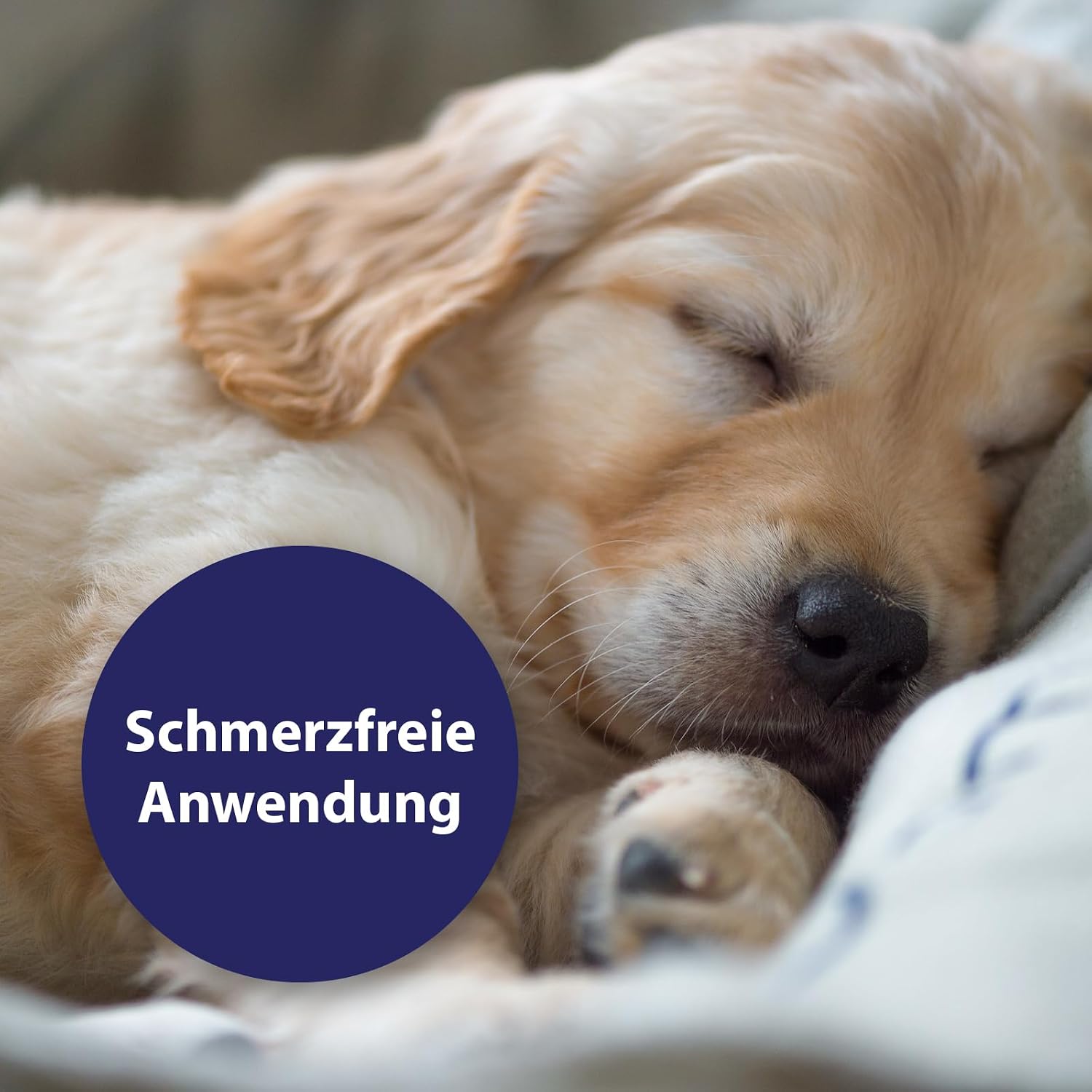 Detalle de Canosept Wundspray für Hunde – 75 ml zur Reinigung und Pflege von Wundbereichen