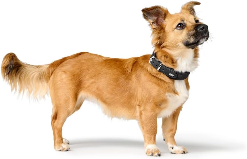 Thumbnail 6 de HUNTER SOHO X Love Hundehalsband aus Rindsleder, schwarz – gepolstert & fellschonend, Größe 47