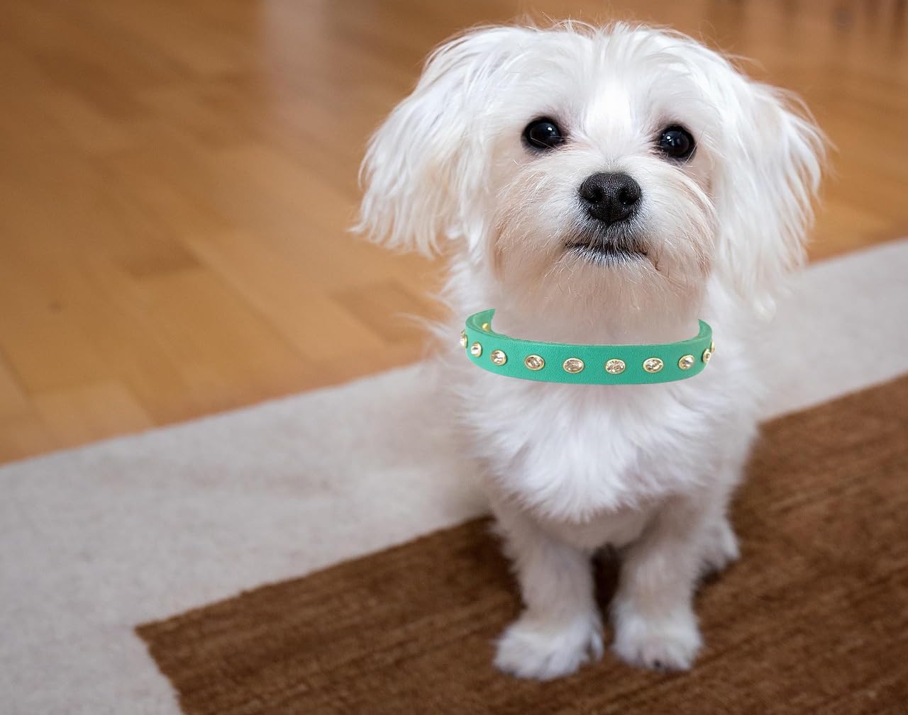 Detalle 2 de YUDOTE Genuine Green Leather Dog Collar 27.5-33cm