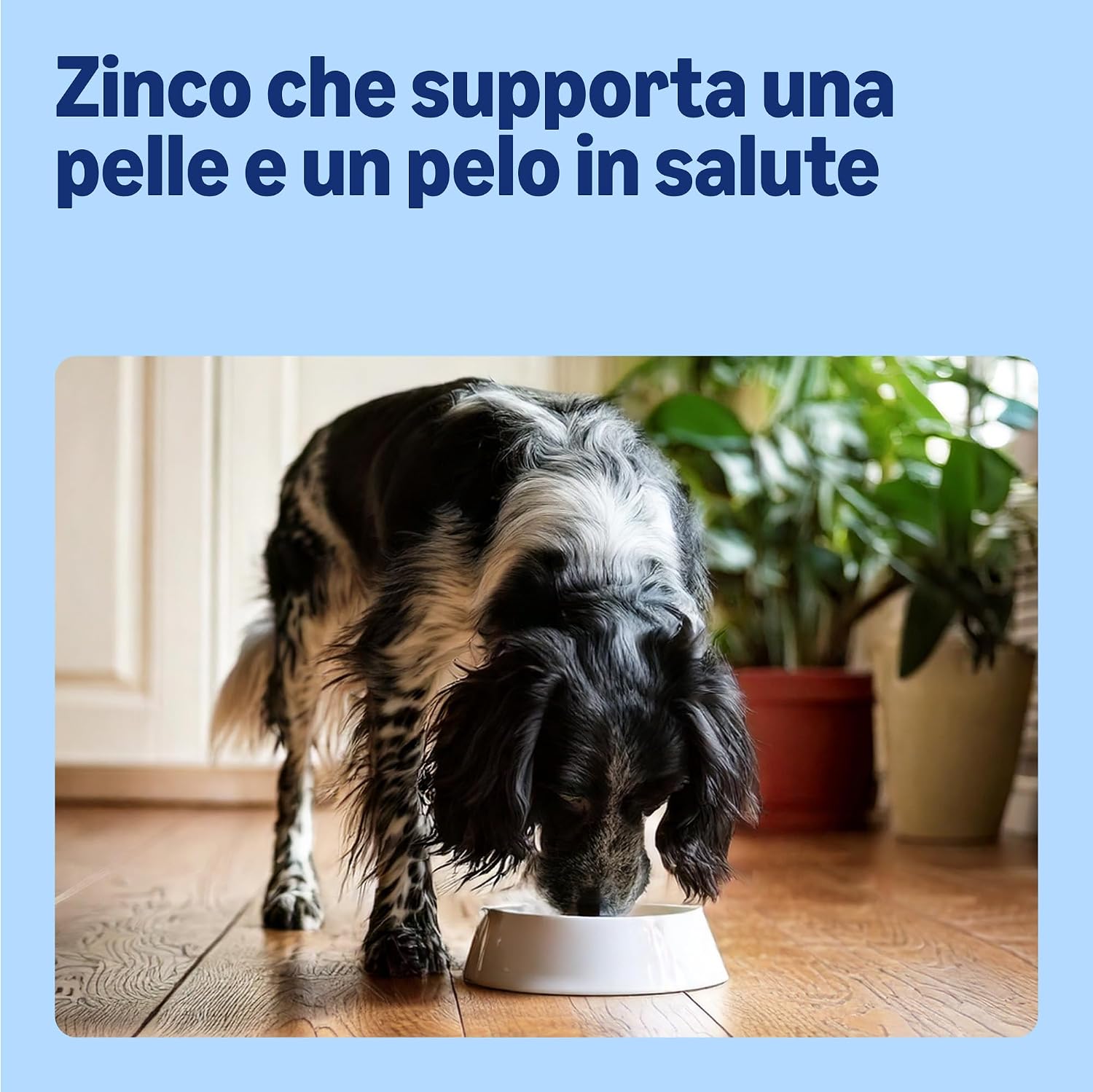 Detalle de By Amazon Alimento completo per cani anziani, Selezione di carne in gelatina, 4.8 kg (48 sacchetti da 100 g)