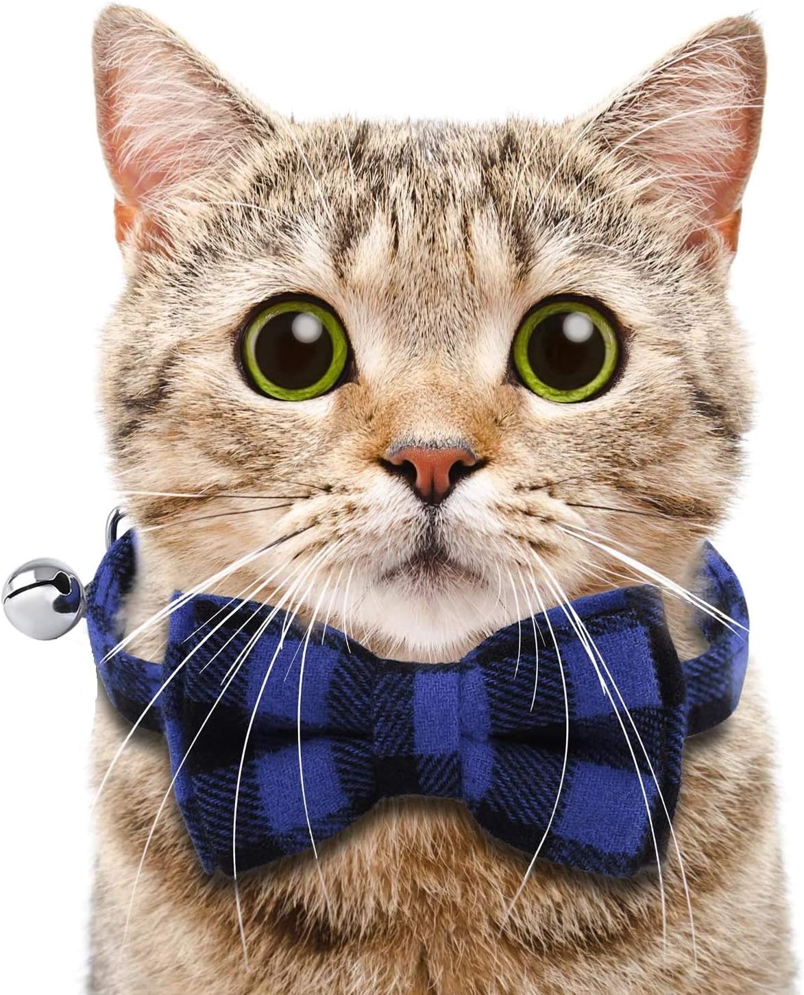 Detalle 2 de XIAOMTX Cat Collar with 19 to 32 cm fit