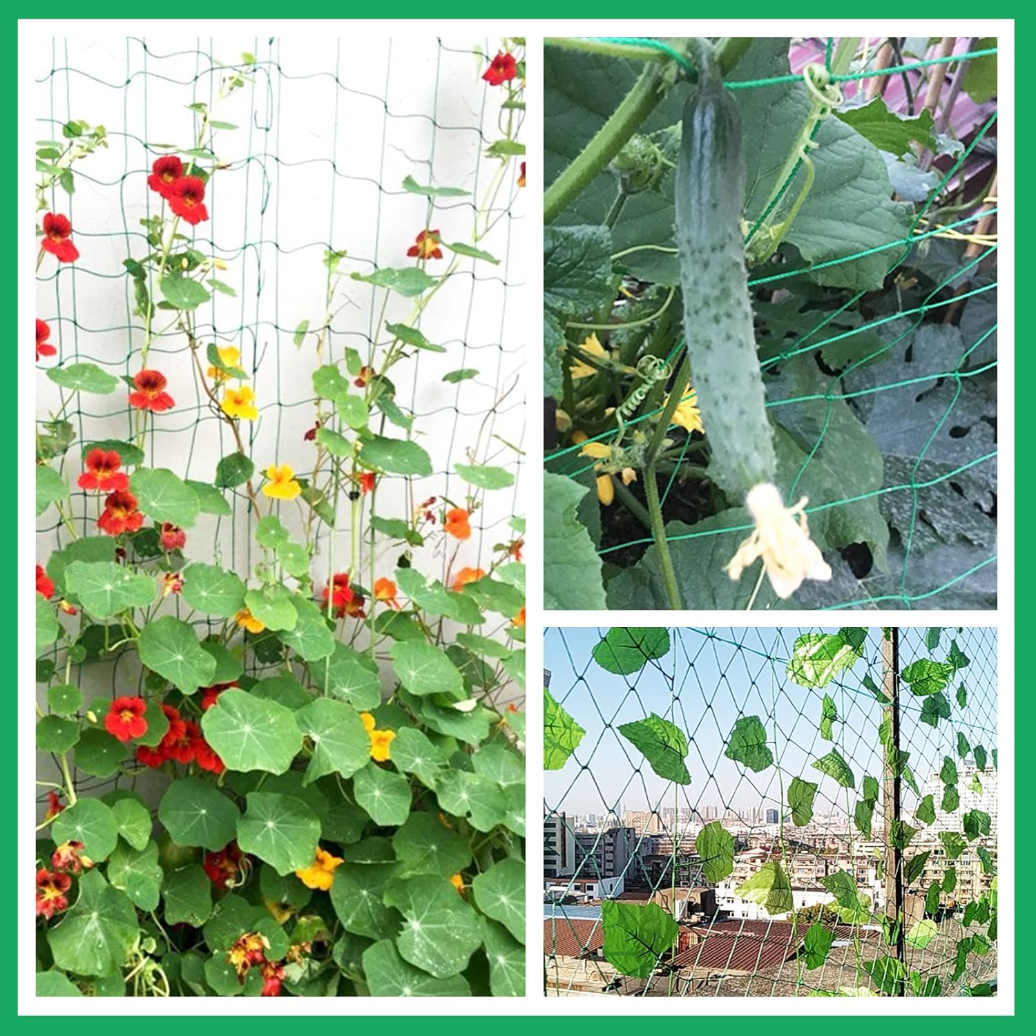 Thumbnail 5 de KINGLAKE pea and bean netting (3.6x1.8m) green garden climbing plant trellis net