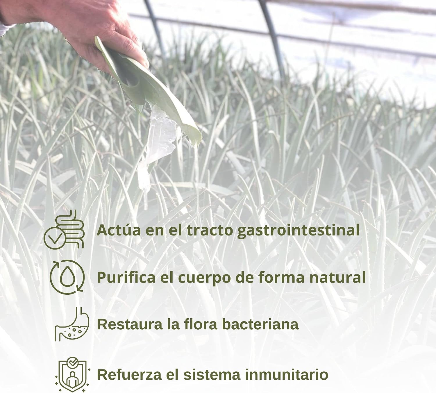 Detalle 2 de Benessence Zumo Aloe Vera y Granada 3L 🍹