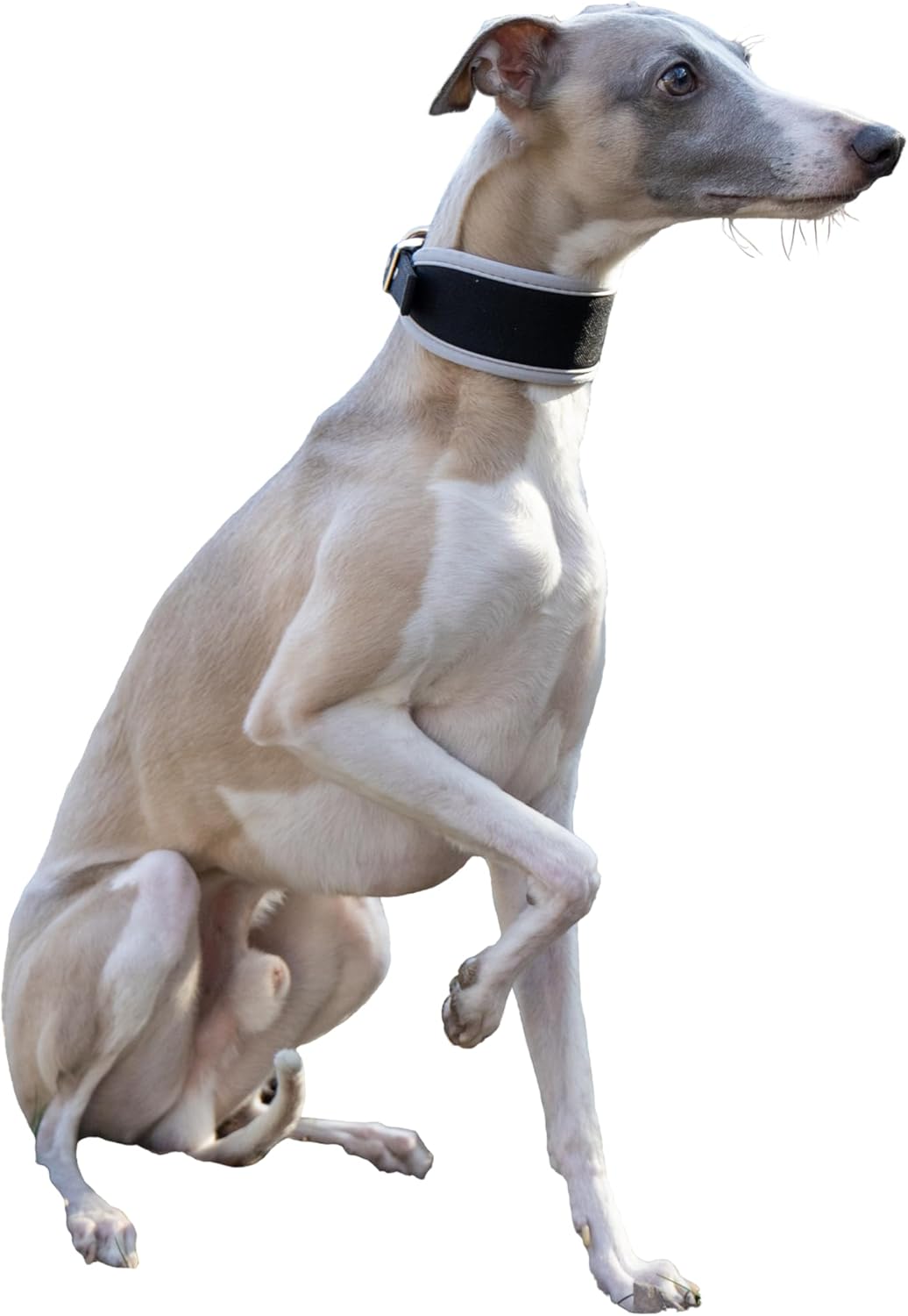 Detalle de Ferplast ERGOCOMFORT C15/33 collier chien rembourré