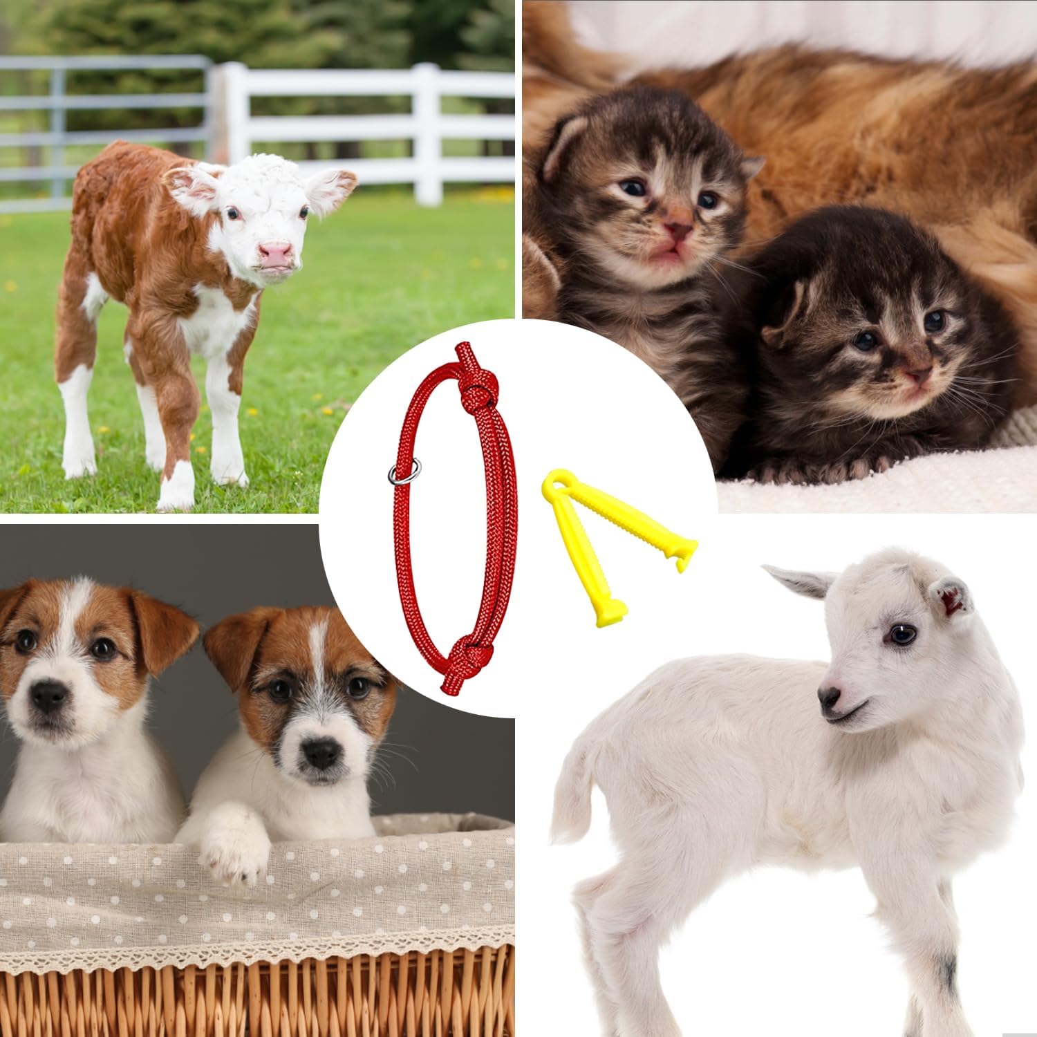 Thumbnail 6 de MABAHON 16PCS Puppy ID Collars + 16Pcs Umbilical Cord Clips whelping kit