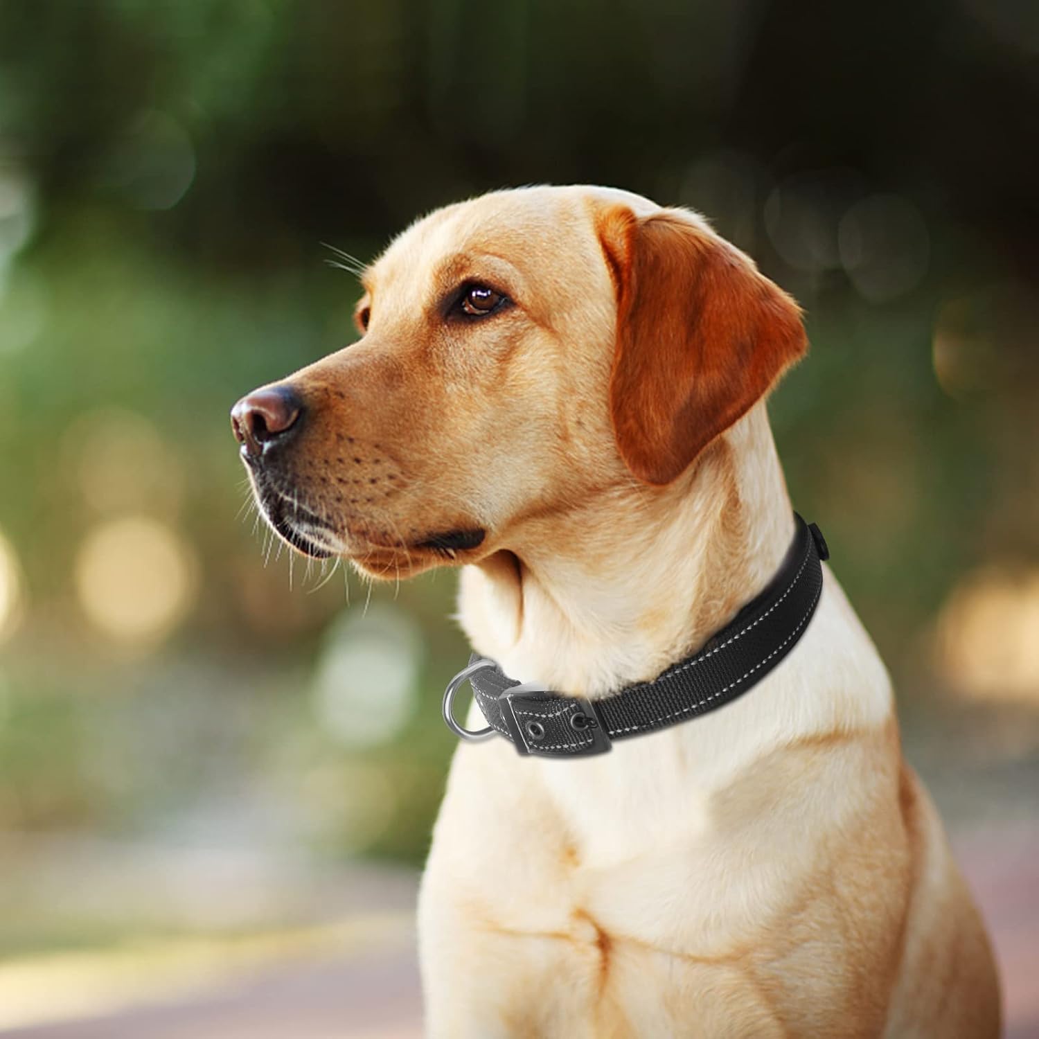 Thumbnail 6 de Fida Padded Dog Collar 500kg metal buckle