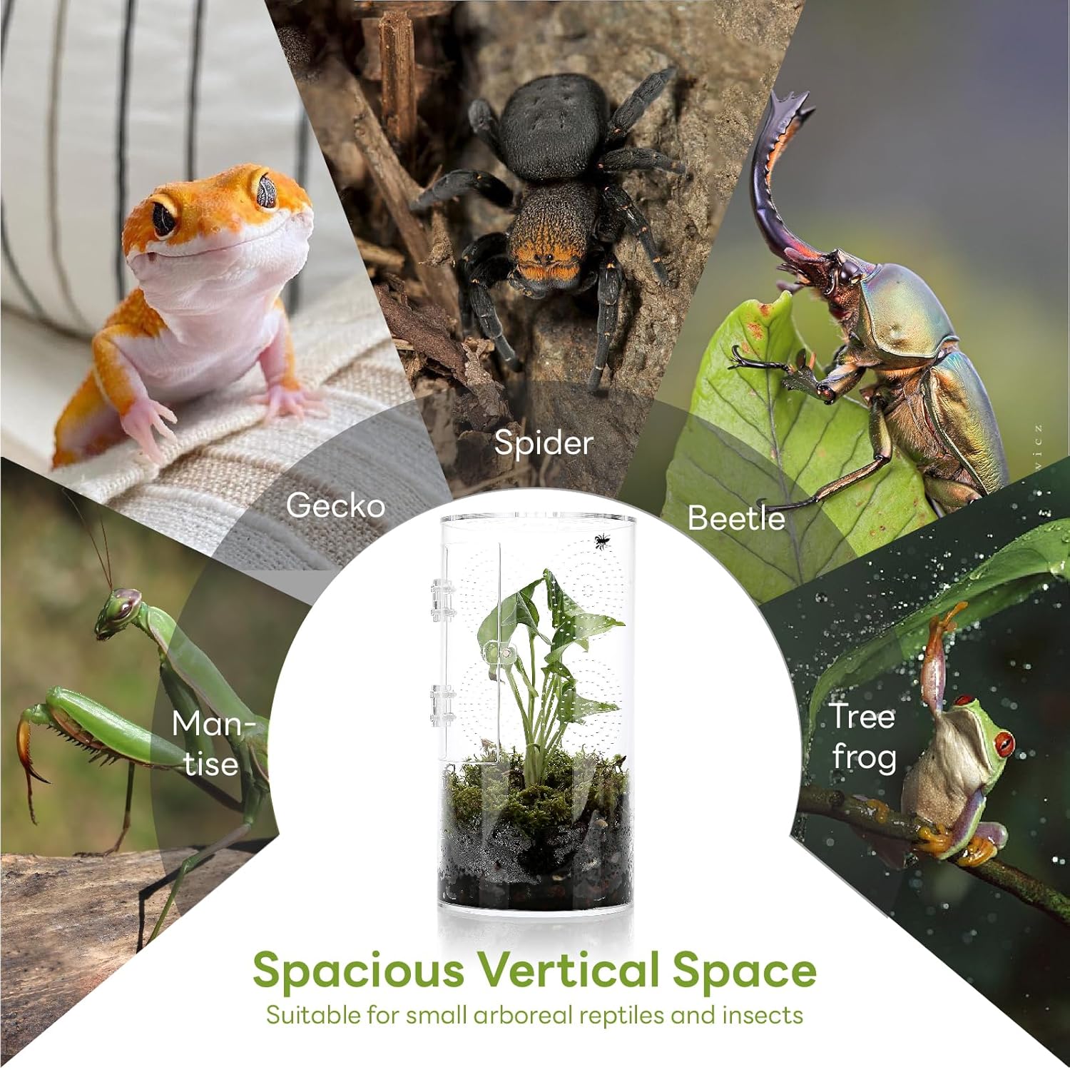 Thumbnail 3 de Zylindrisches Acryl-Terrarium 29 cm Panorama