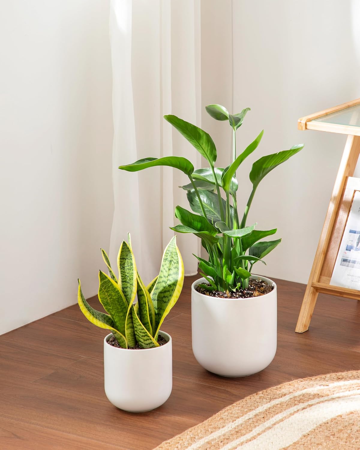 Detalle 2 de Vancasso Ceramic Planter, 6-Inch