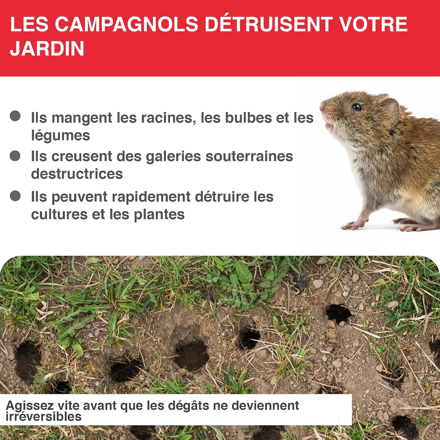 Thumbnail 2 de SWISSINNO Piège à campagnols Pro SuperCat – Piège efficace pour rats des champs et campagnols (2 pièces)