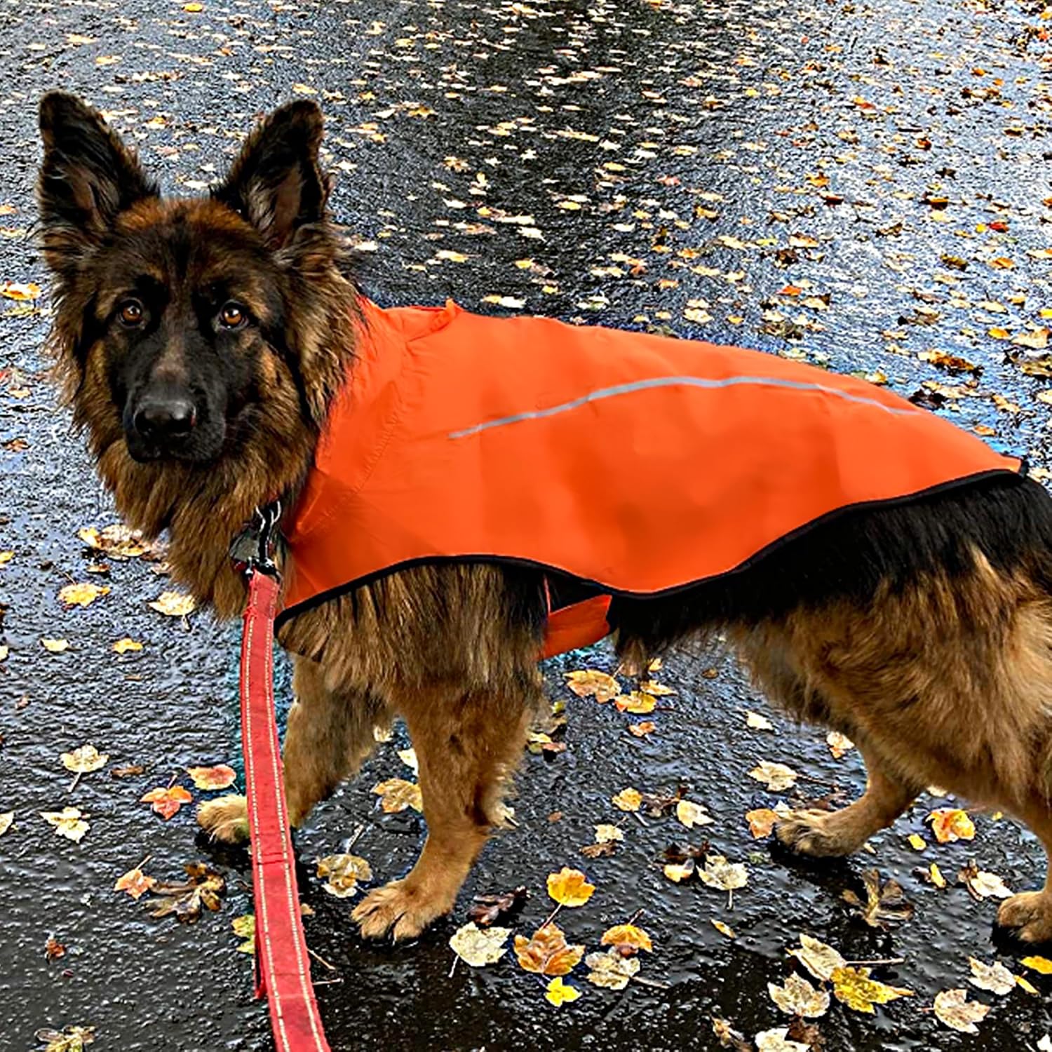 Detalle de Mile High Life dog raincoat (XS, Orange) with reflective stripe and adjustable easy step-in closure