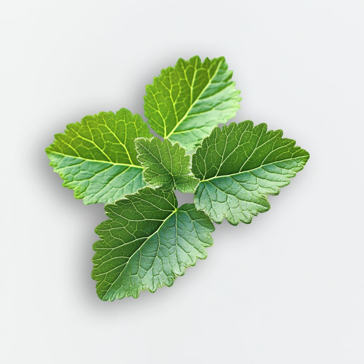 Thumbnail 3 de Elie Saab Le Parfum in White Eau de Parfum da donna 90 ml