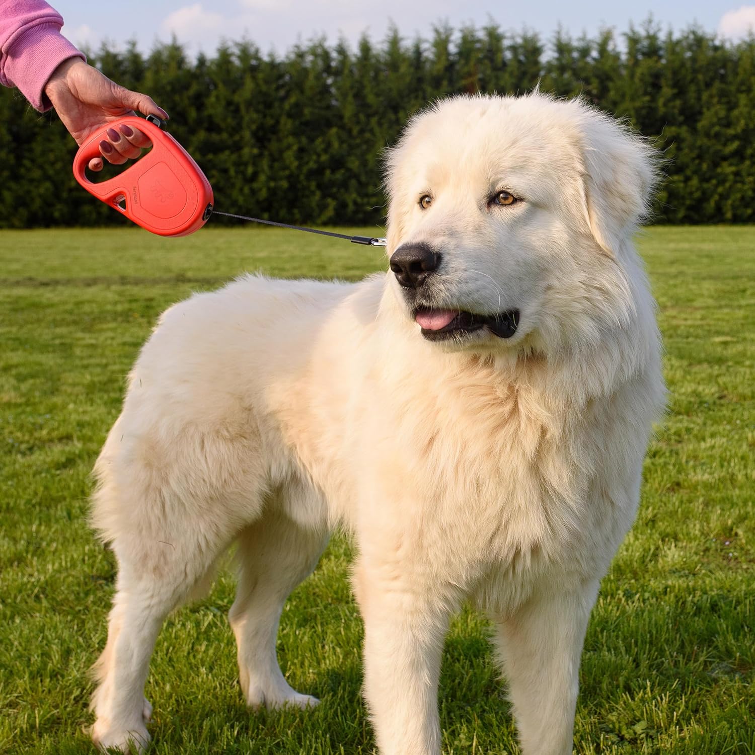 Detalle 2 de Ferplast Flippy One laisse enrouleur 5 m 🐕
