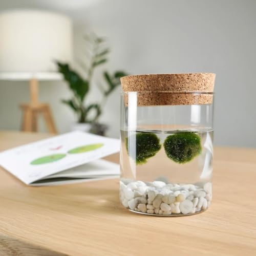 Detalle de Felicità in un vasetto: Marimo originale in vaso di vetro con tappo in sughero by KAKI