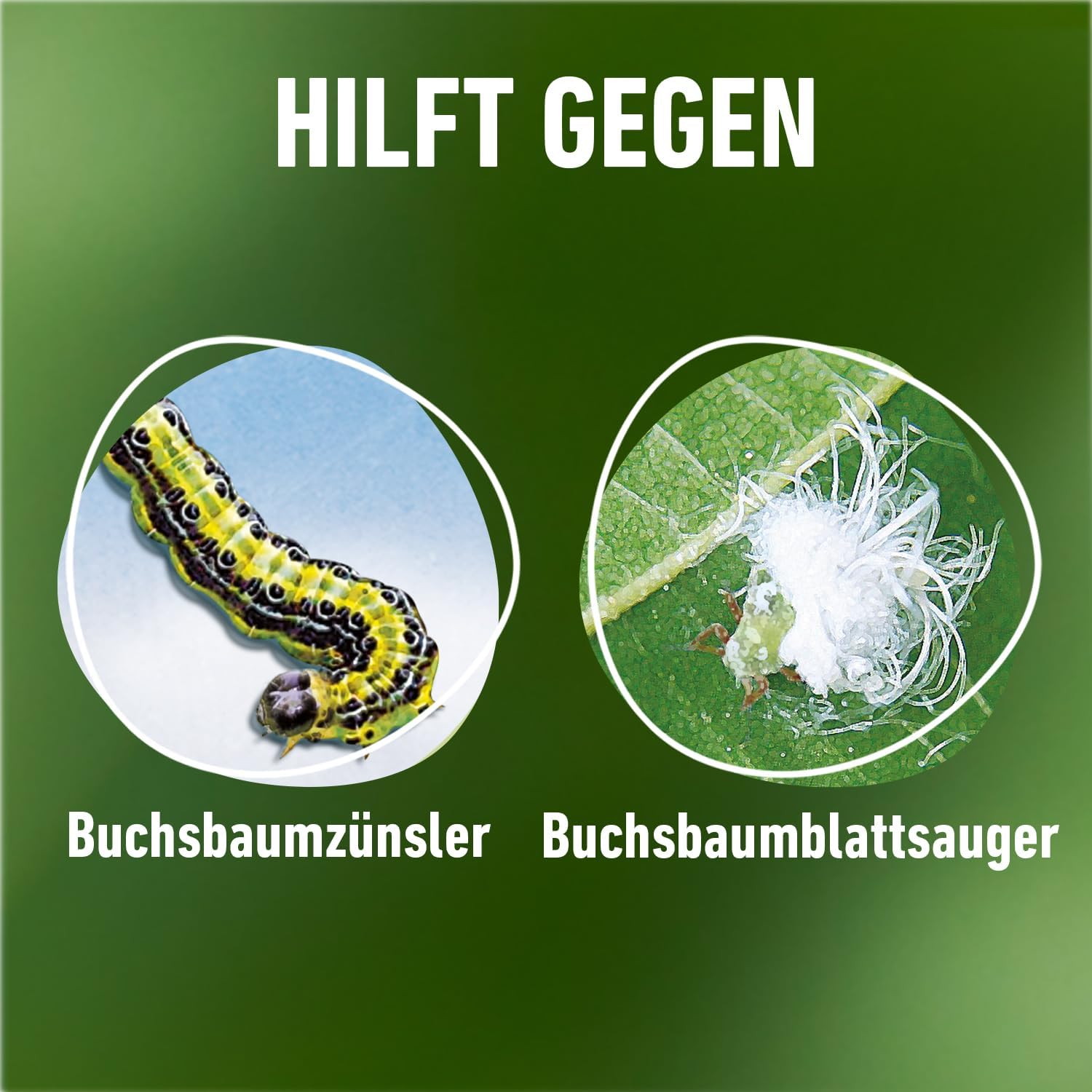 Detalle 2 de COMPO Buchsbaumzünsler K.O. – Konzentrat 50 ml mit Dosierbecher