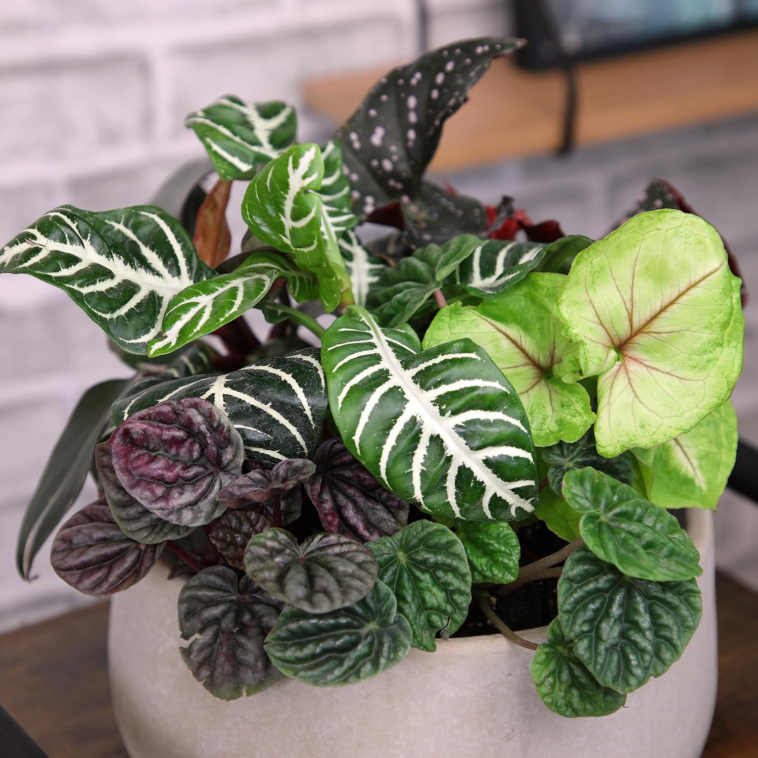 Thumbnail 6 de Altman Plants Indoor Houseplants, 12-pack