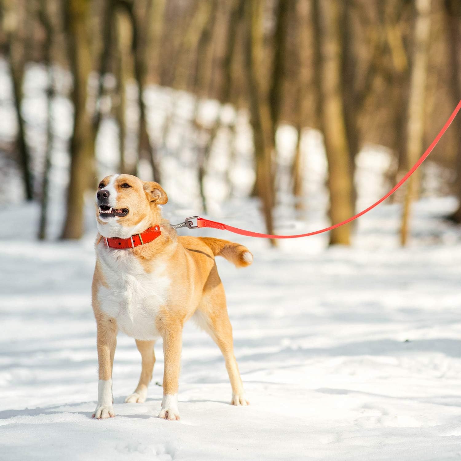 Detalle 2 de Toozey Schleppleine Hund 5–20 m Neon Orange