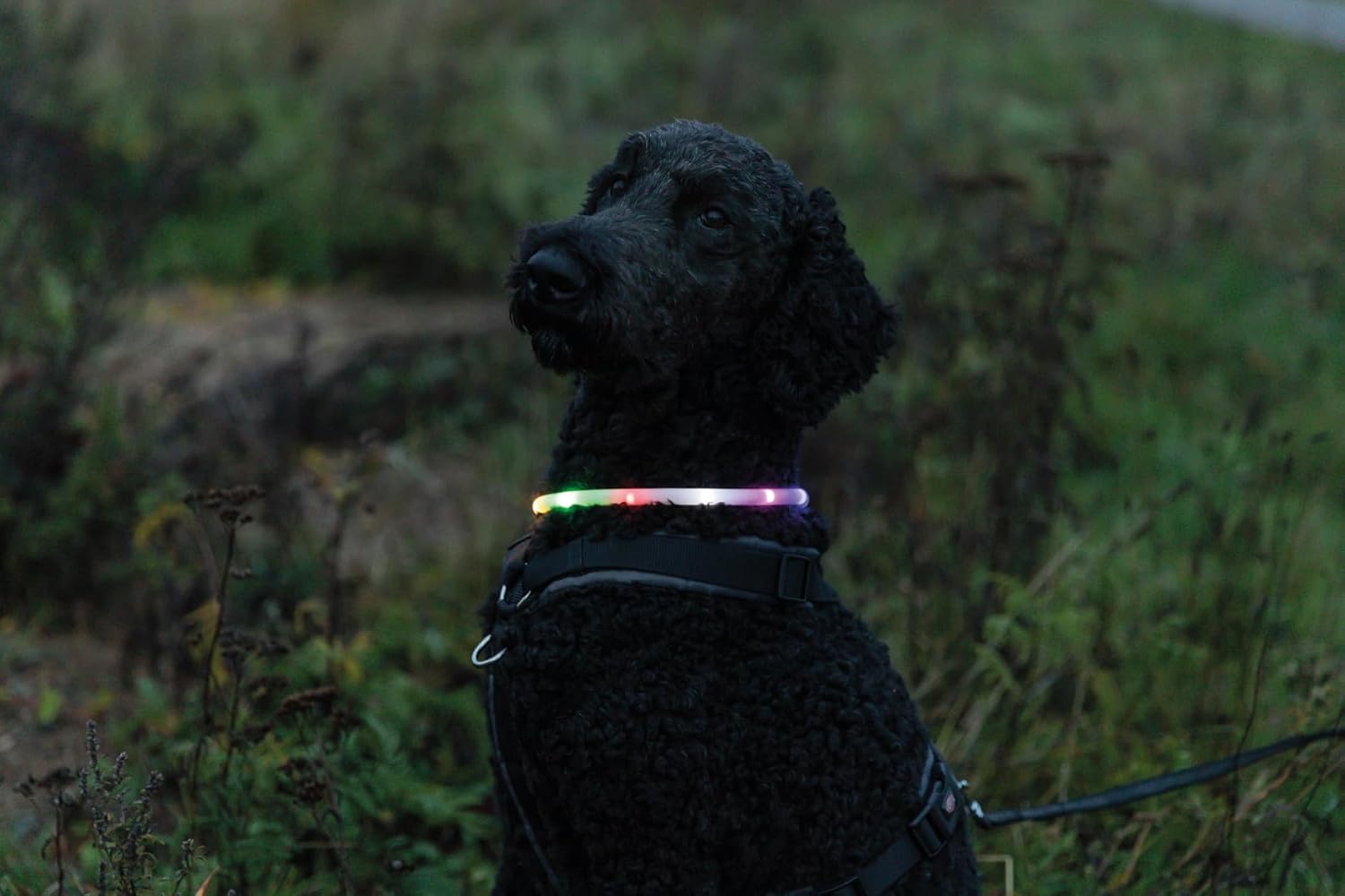 Detalle de TRIXIE 12641 Collare luminoso ricaricabile per cani – LED USB, silicone, XS‑XL, Ø 10 mm, 70 cm