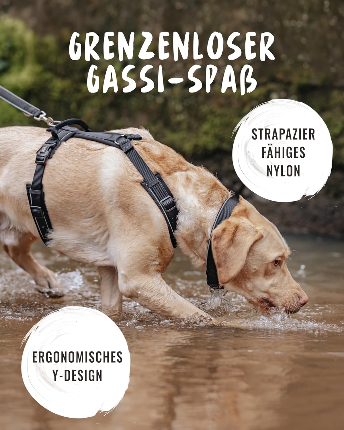 Detalle 2 de Rudelkönig Paola Reflektierendes Hundegeschirr mit Haltegriff – Y-Design, verstellbar, geeignet für kleine bis mittelgroße Hunde