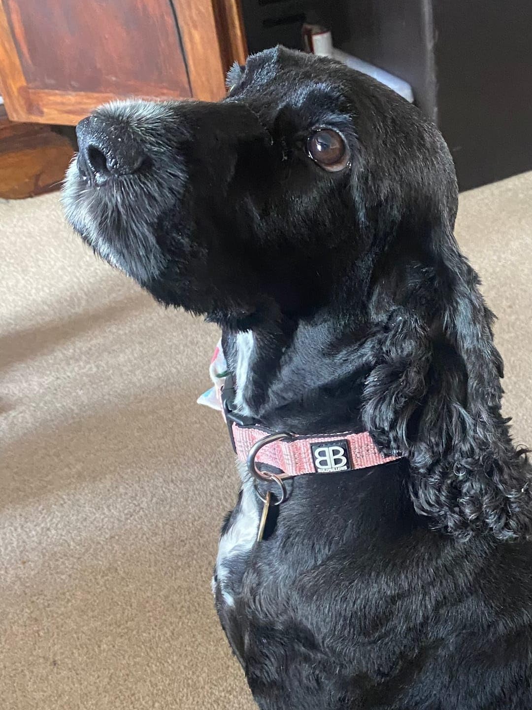 Thumbnail 2 de Active Casual Dog Collar in Cotton & Mesh Design (Orange, Large) — Lightweight and Adjustable