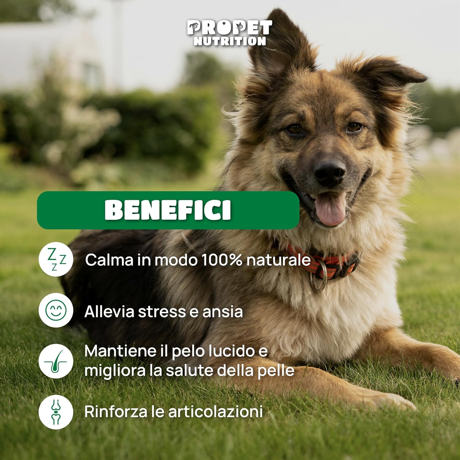 Detalle de Olio di canapa per Cani e Gatti — 700 Gocce, 20000 MG di Acidi Grasssi Insaturi, Calmante Naturale