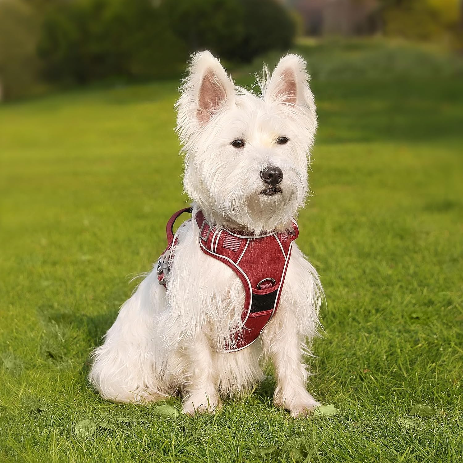 Thumbnail 6 de Belababy Large Dog Harness (Anti-Pull) with Soft Padded Handle, Reflective Strips, Red XL