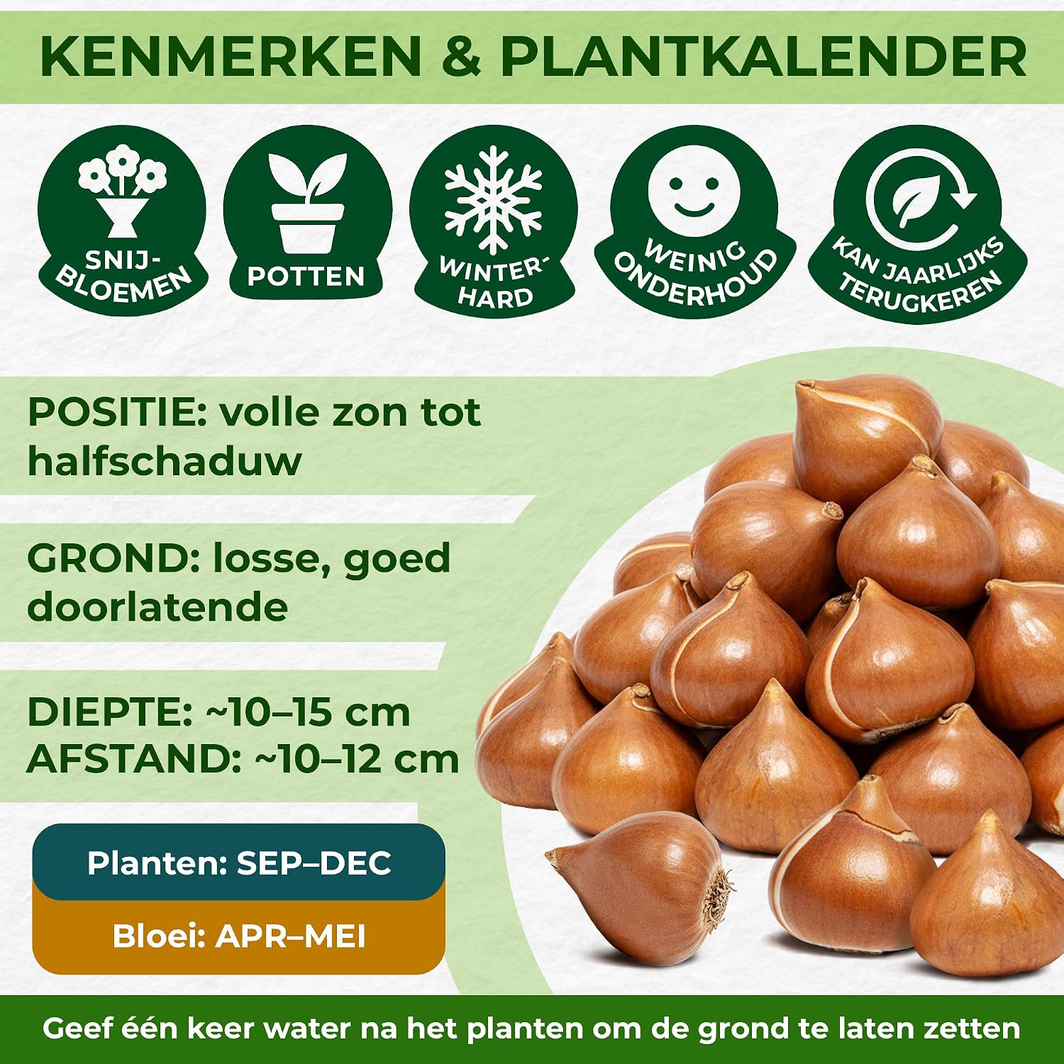 Detalle de DUTCH BULBS EXCLUSIVE PLANTS FROM HOLLAND dubbelbloeiende tulpenbollen, 25 stuks