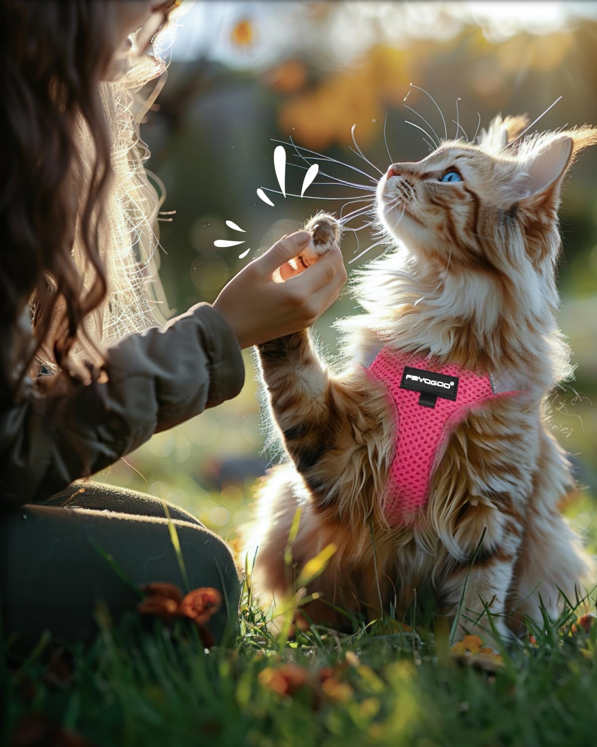 Thumbnail 6 de FAYOGOO escape-proof cat harness and lead set for outdoor walking (adjustable vest)