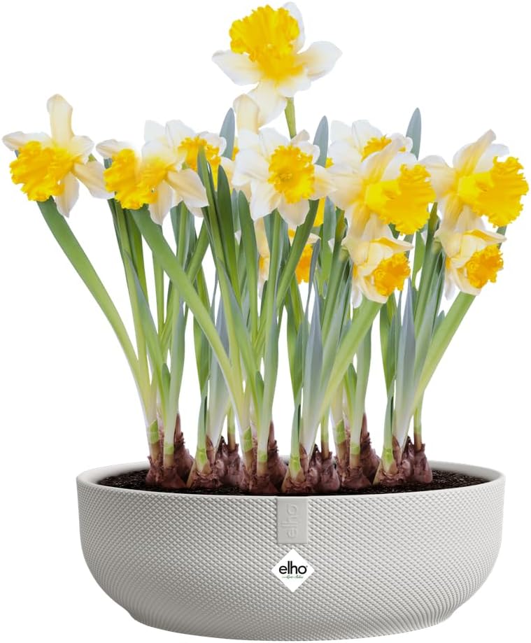 Detalle de Elho Jazz Bowl 28cm Vasi per Piante – Silky White: stile urbano e sostenibilità dentro casa