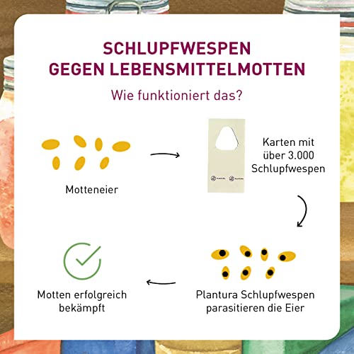 Detalle de Plantura Schlupfwespen gegen Lebensmittelmotten, 9 Karten – natürliche Lösung für Mottenprobleme
