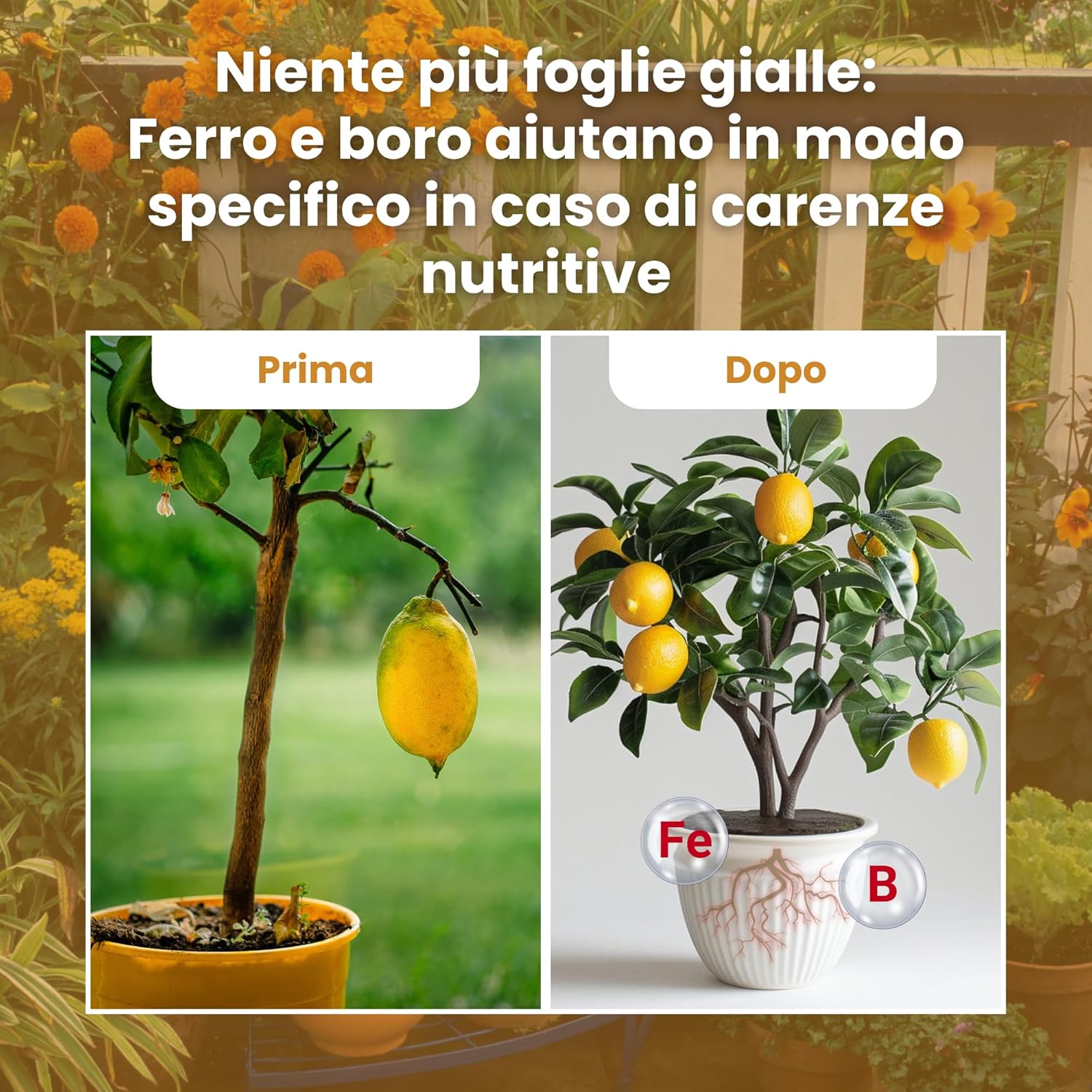 Detalle de LERAVA Concime Agrumi Bio (4x800g): concime biologico per limoni e agrumi, 100% Made in Italy