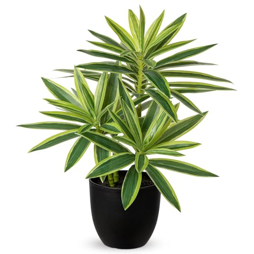 Detalle de Oairse künstliche Dracaena, 41 cm, grün-gelb im schwarzen Topf