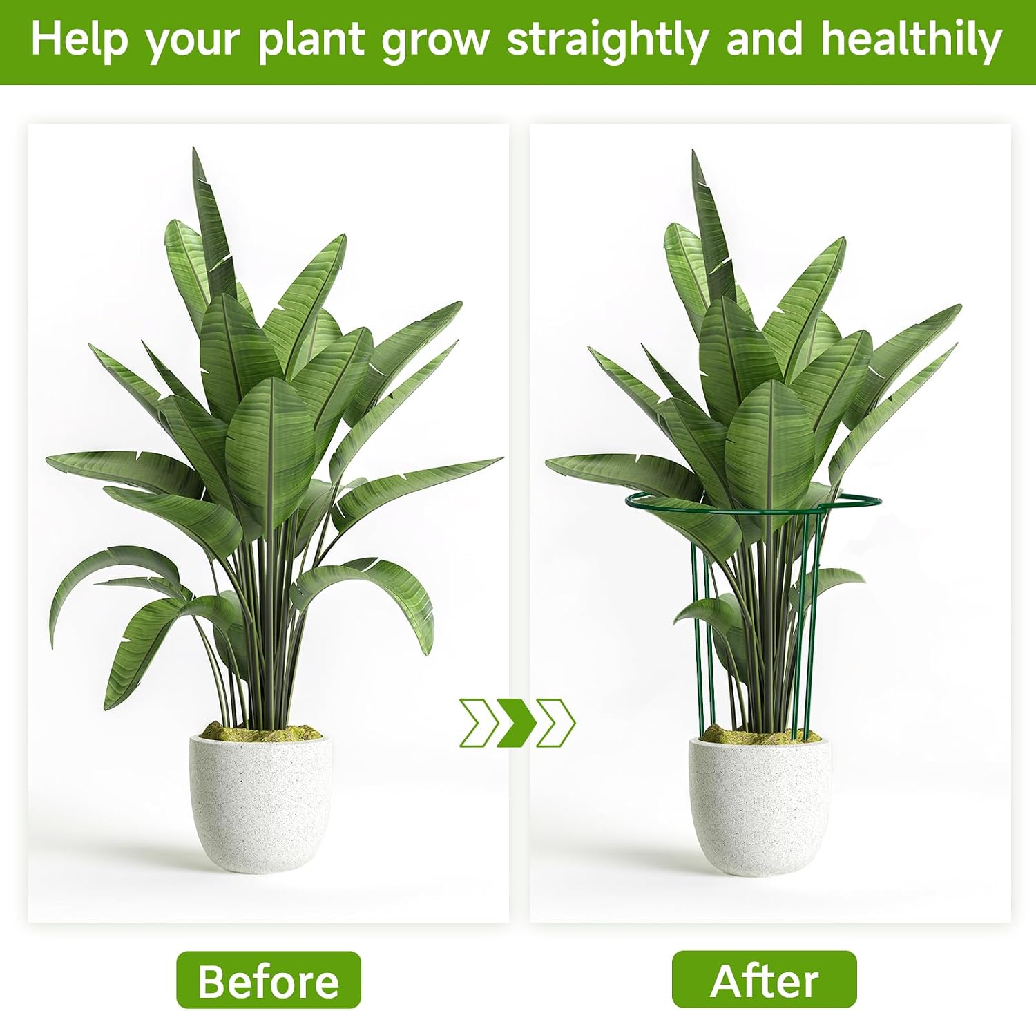Detalle de LyTaispuly 8 PCS 60cm High Plant Support Stakes – Strong Green Half-Round Rings with Self-Watering Spikes