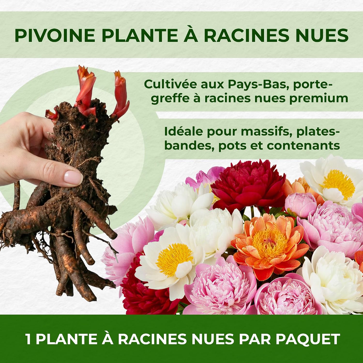 Thumbnail 4 de DUTCH BULBS EXCLUSIVE PLANTS FROM HOLLAND 8720364050702 rode pioenroos, 1 wortel
