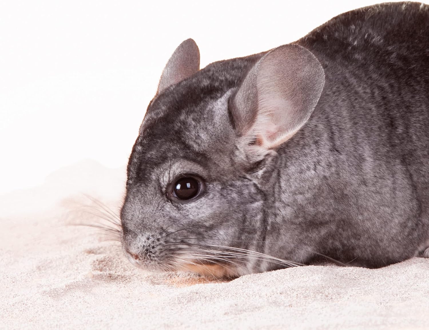 Detalle 2 de Beaphar Care+ Arena de Baño para Chinchillas y Roedores - 1,3 kg
