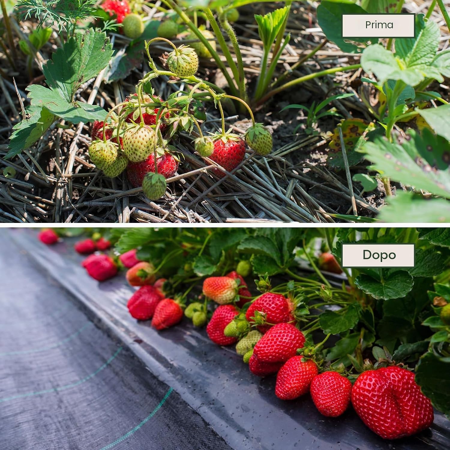 Detalle 2 de Dripex Telo Pacciamatura 2m x 50m, 90 g/m²: tessuto anti-erbacce permeabile e UV stabilizzato per orto e giardino