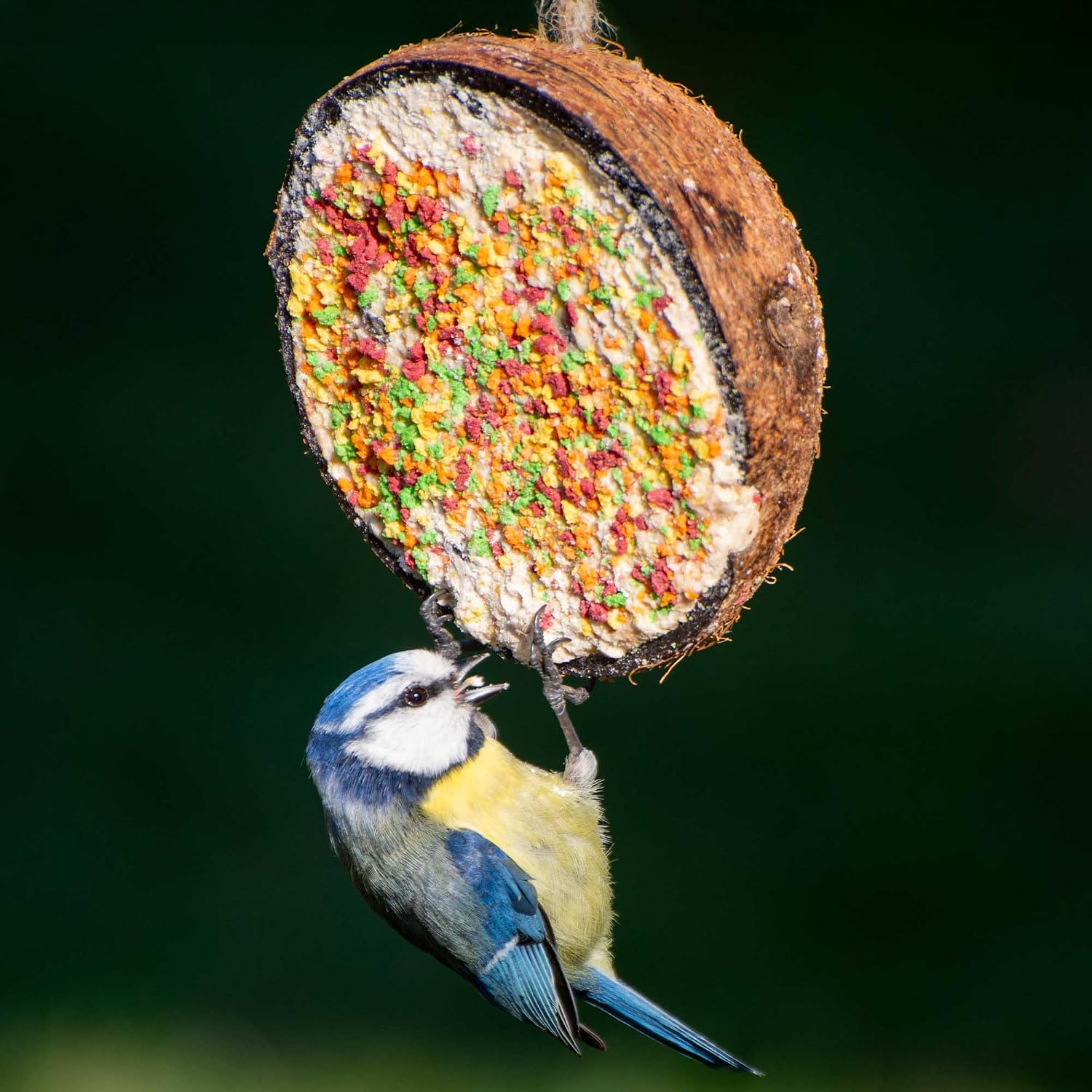 Thumbnail 3 de dobar® 10x gefüllte Kokosnusshälften 2 kg 🐦