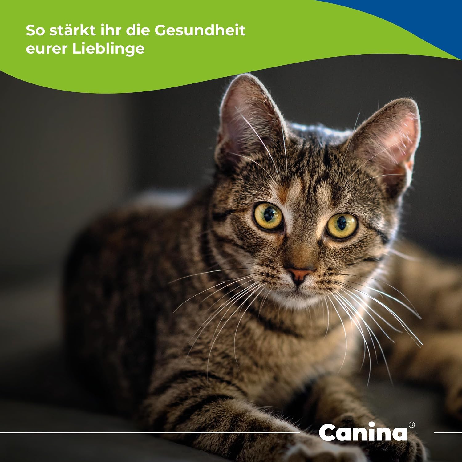 Detalle de Canina Runderbloed Poeder voor honden en katten, 250 g
