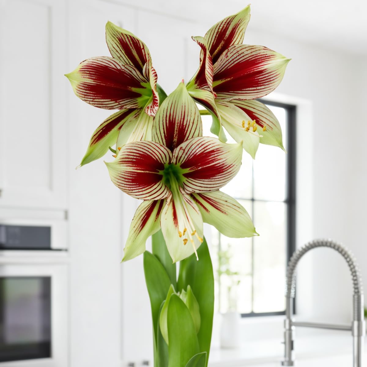 Detalle 2 de DUTCH BULBS EXCLUSIVE PLANTS FROM HOLLAND Amaryllis Papilio QW-K981-FD53, bol 20/22